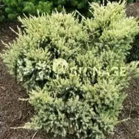 Можжевельник чешуйчатый  Голд Тип Juniperus squamata 'Gold Tip'